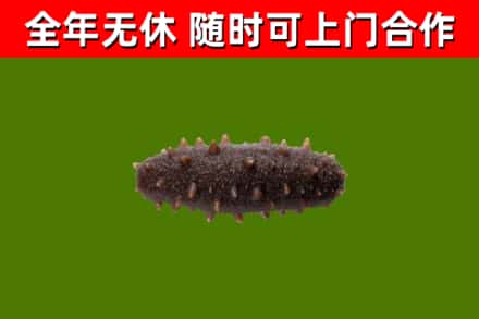 淮北市回收海参干